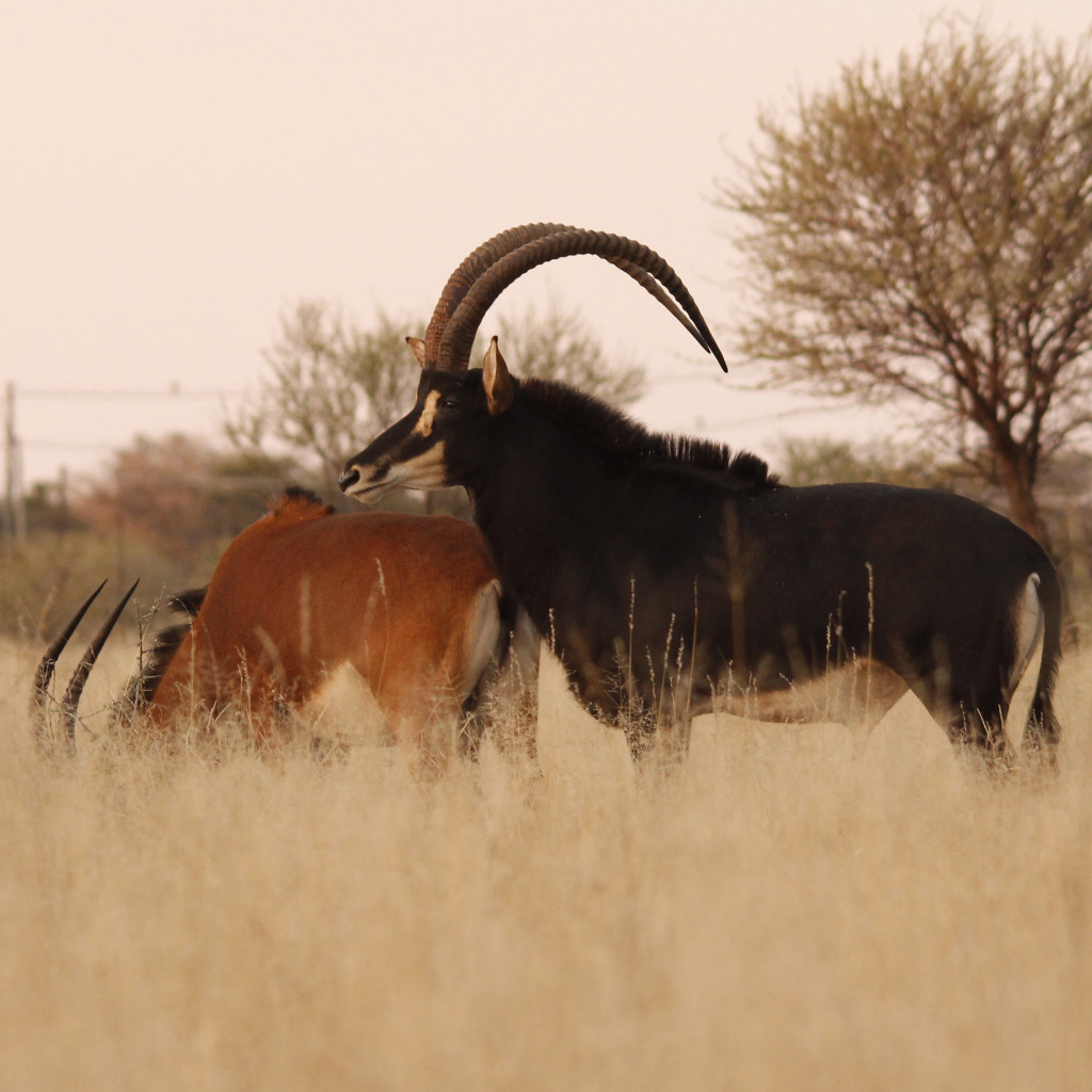 Uncle John (46"+), Dries Visser Zambian Sable Breeding Bull