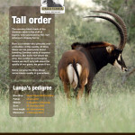 Dries Visser Advertising: Wildlife Ranching 2 2014 1