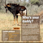 Dries Visser Advertising: Wildlife Ranching 3 2014 1
